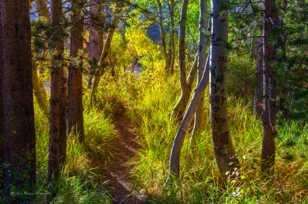 Trail in the forest-9356.jpg Trail in the forest-9356.jpg